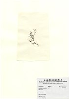 藏品(傘房龍鬚菜)的圖片